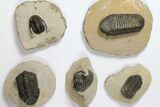 Lot: Assorted Devonian Trilobites - Pieces #119913-1